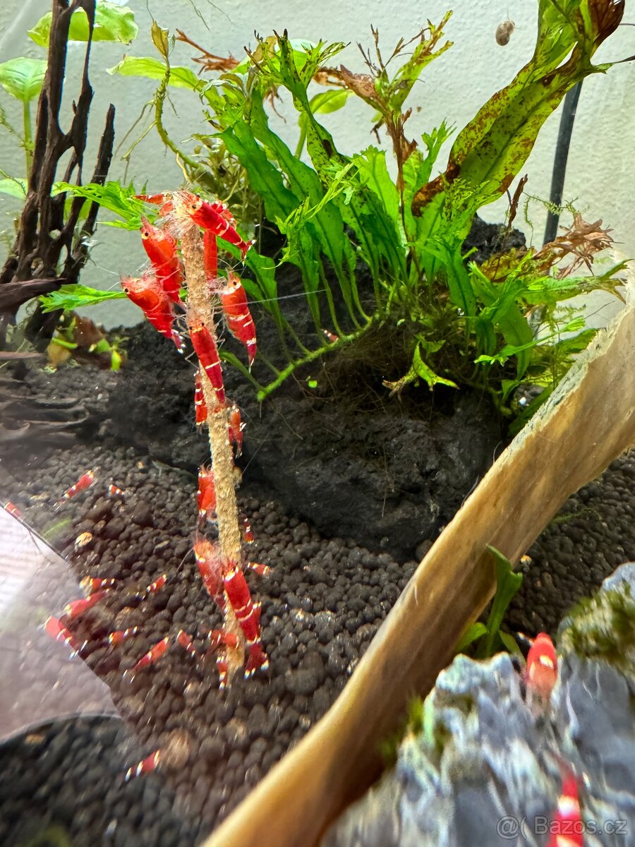 Caridina super red crystal