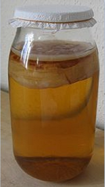 Kombucha – čajová houba