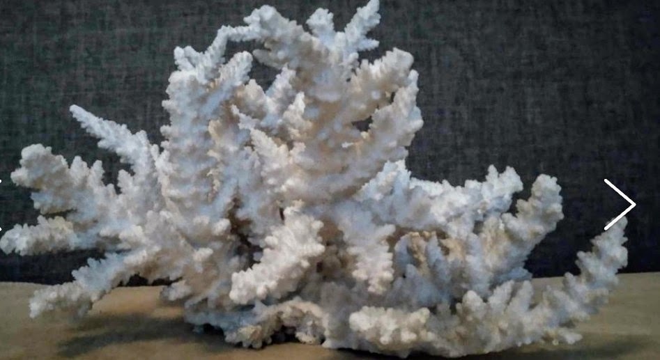 Mořský korál