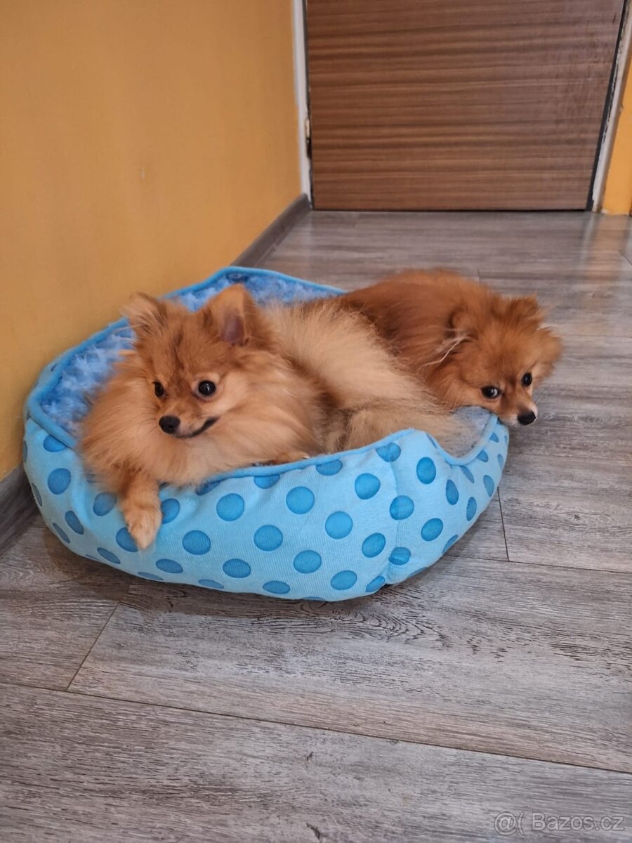 Německý spic pomeranian