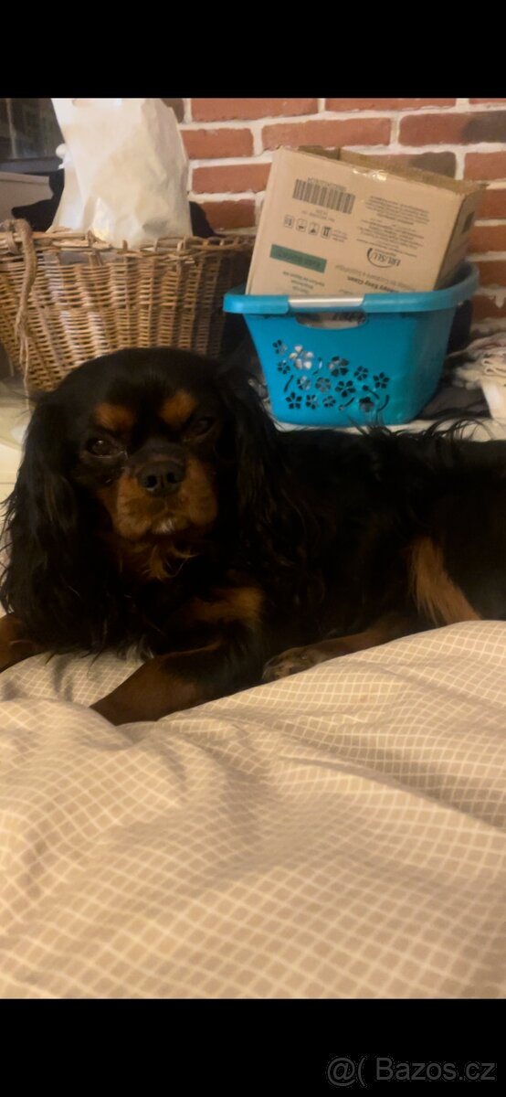 Kavalír King Charles Spaniel