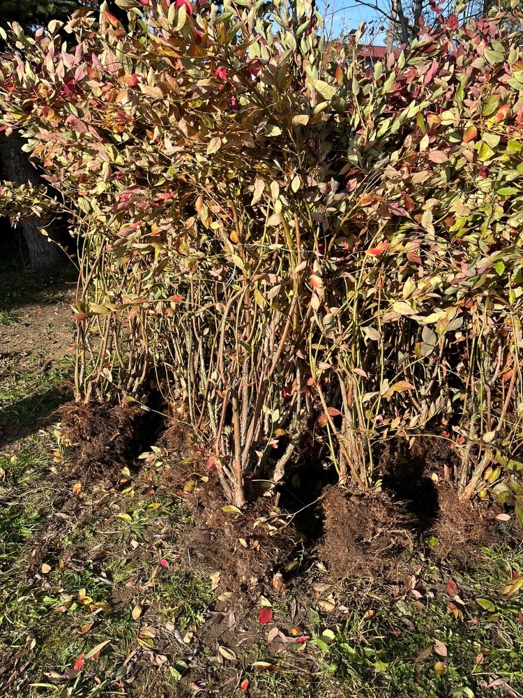 Kanadska borůvka 9 leta 2m Trinec AKCE nova varka