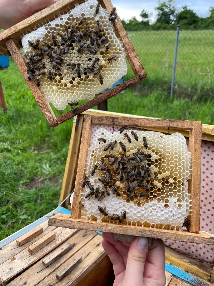 včelí matky, velkoobchodní prodej, sezóna 2024