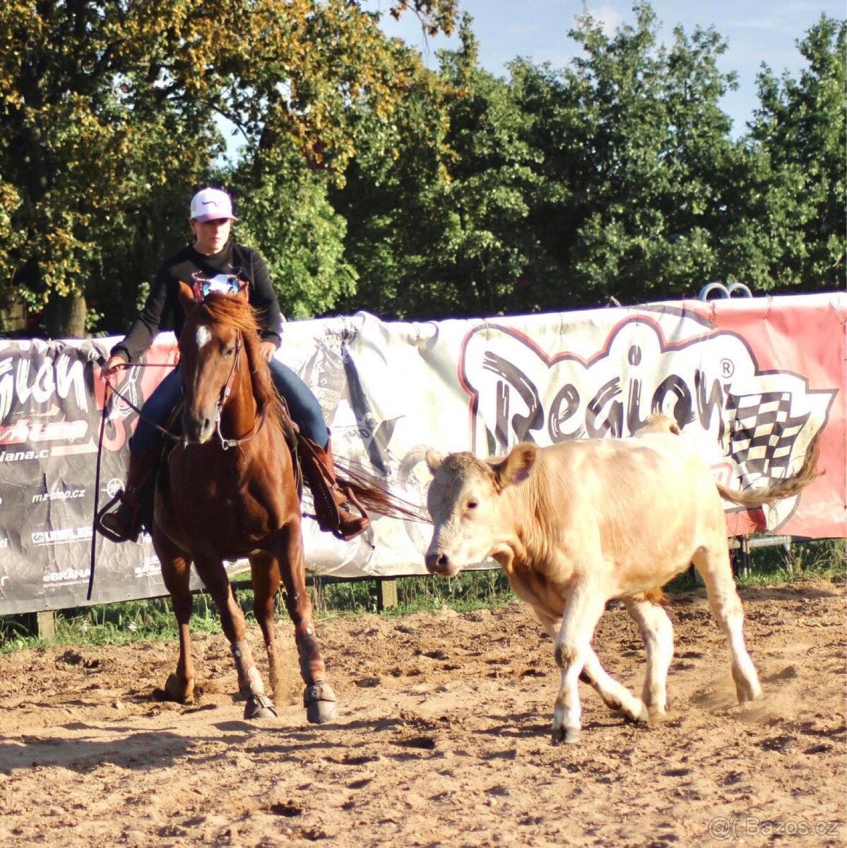 QH kobyla