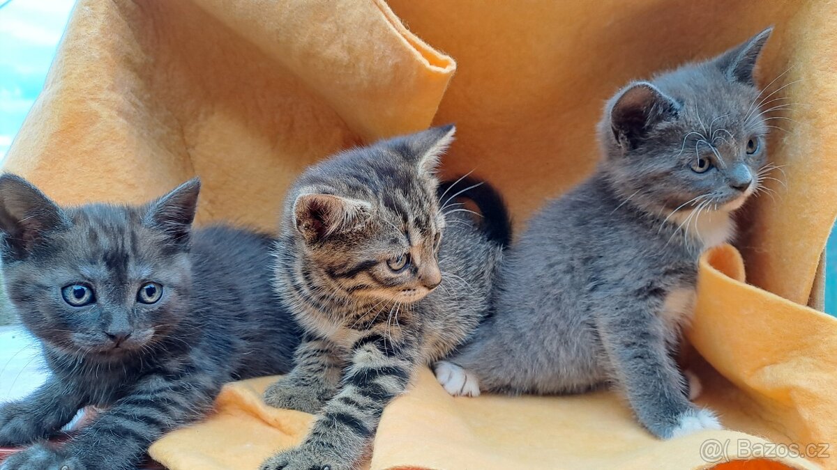 Britská modrá a whiskas kočičky i kocourkové