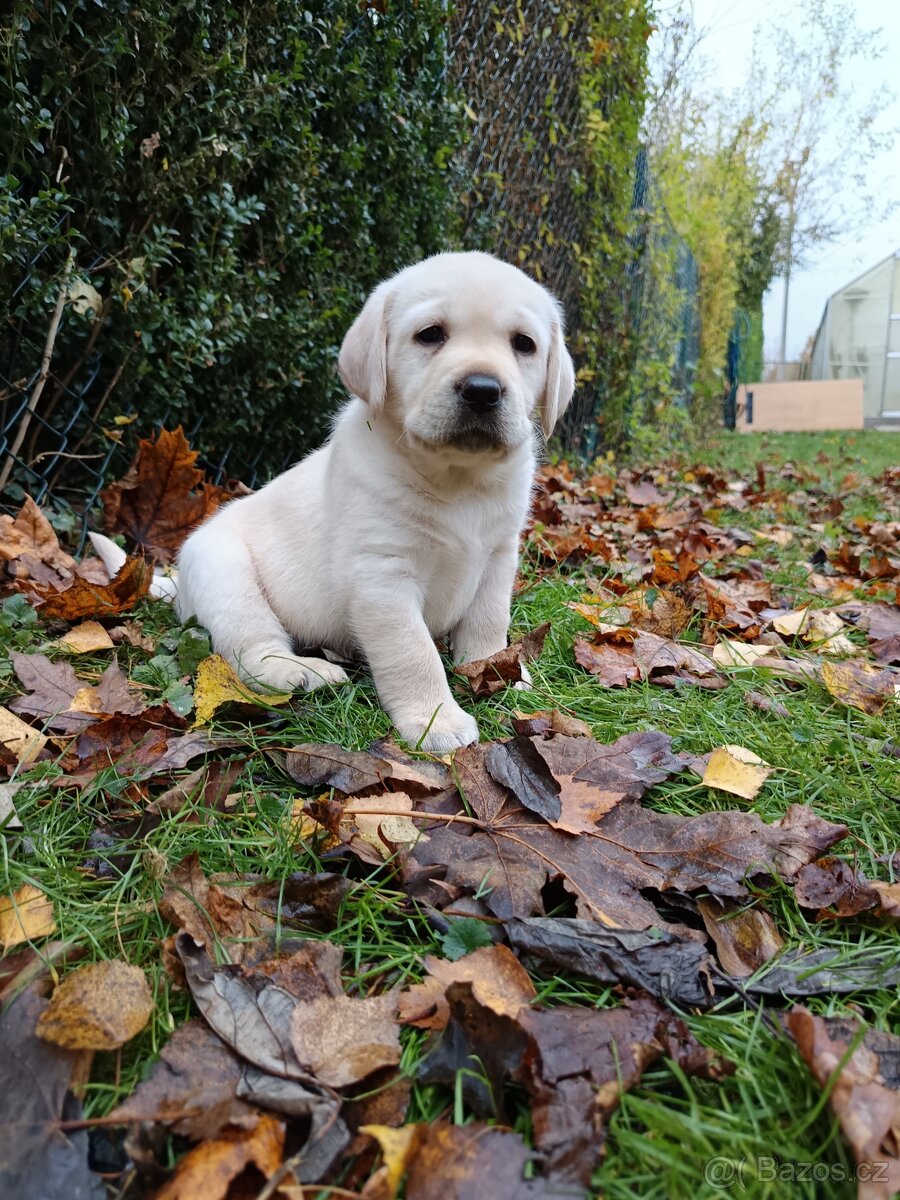 Labradorský retrivr s PP, labrador