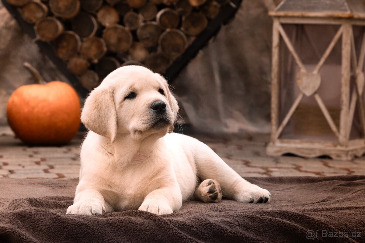 LABRADOR RETRIEVER - ŠTĚŇÁTKO