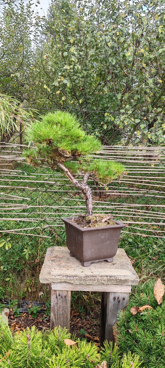 Bonsai, bonsaj, borovice v kvetináči