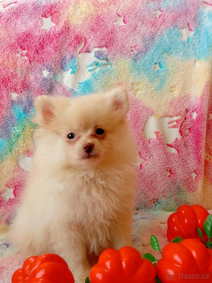 Krásný Maličký Pejsek NŠ / Pomeranian - Cream