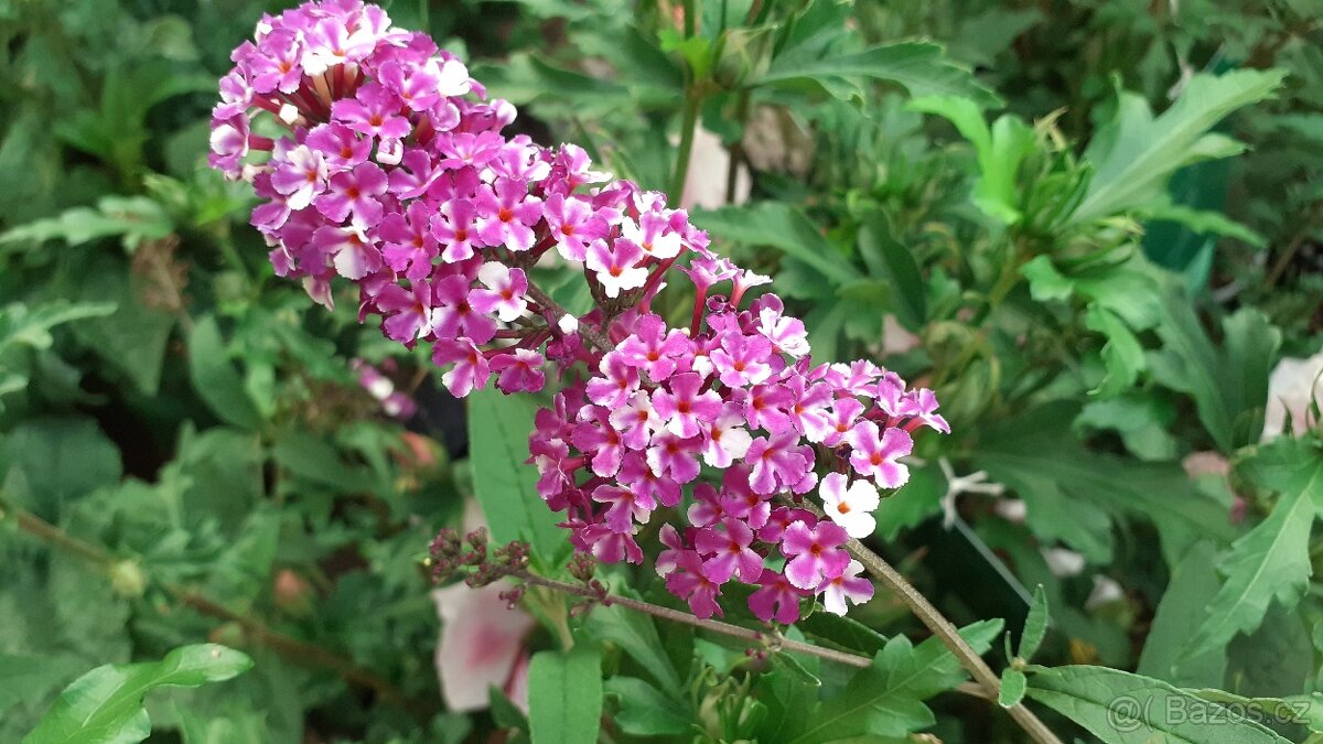 Buddleja davidii - motýlí keř - 3 barvy skladem