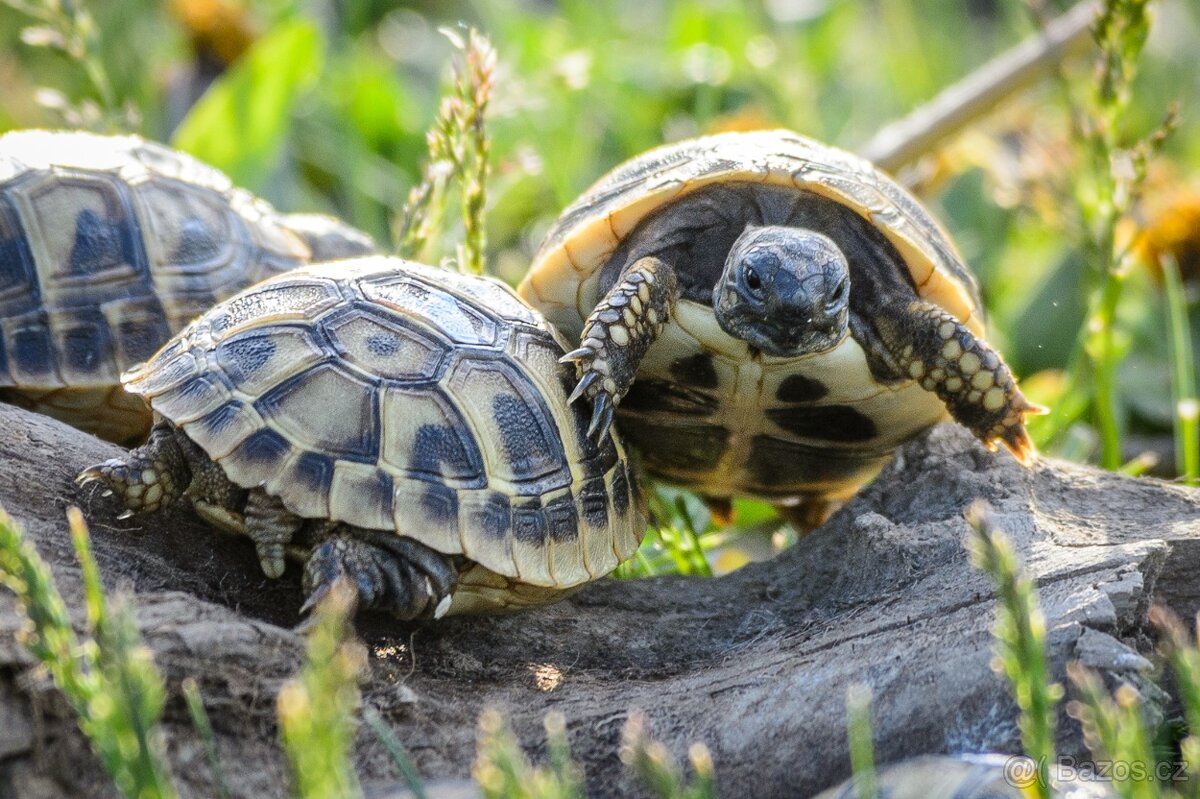 Malé suchozemské želvy + plně vybavená terária