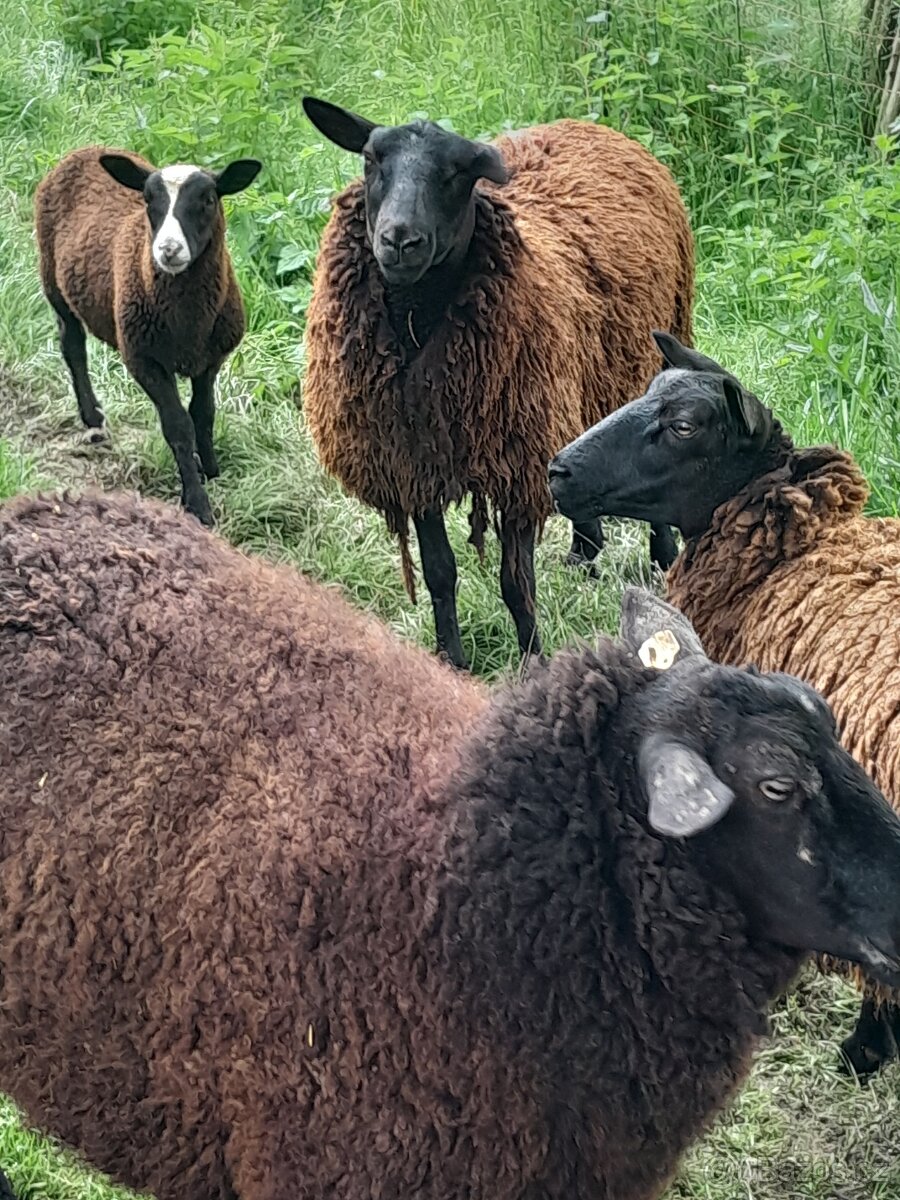 Ovce Zwartbles