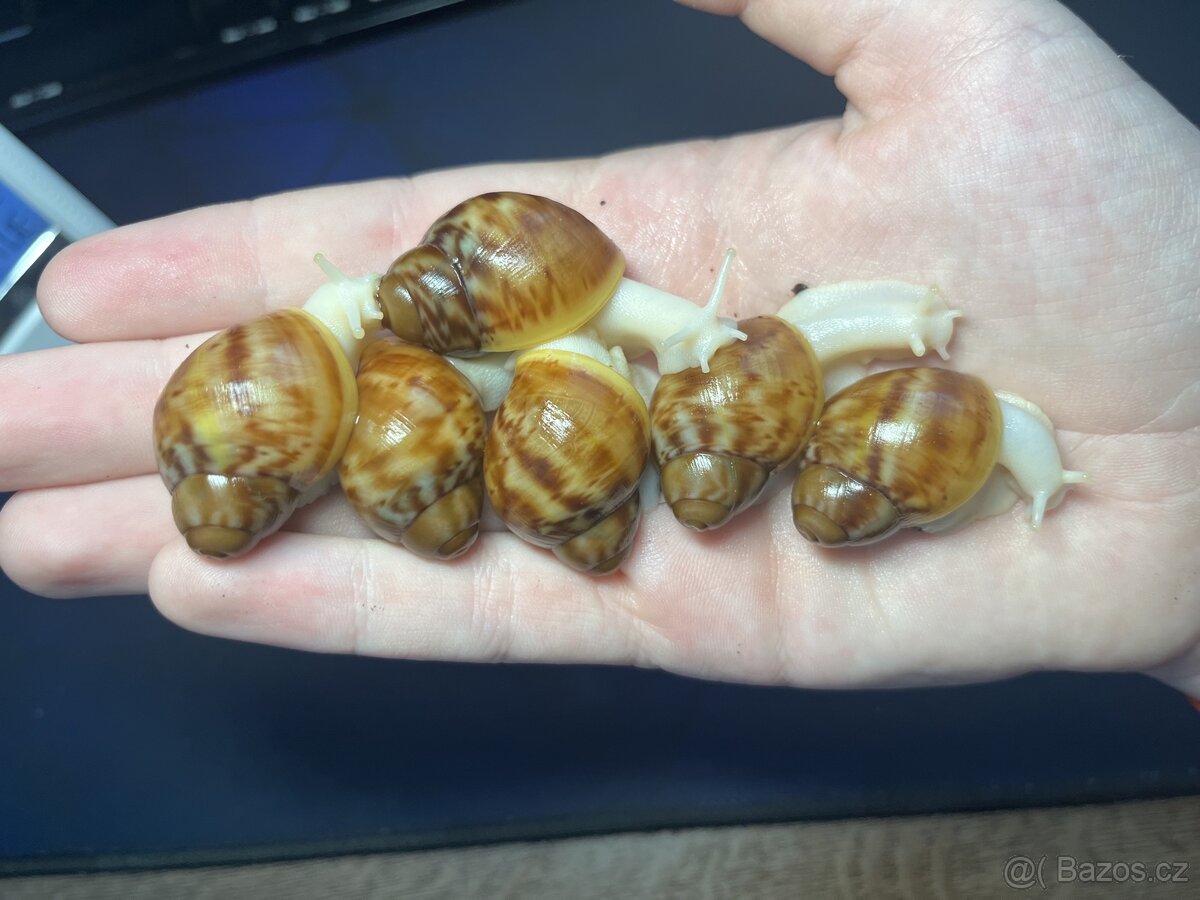 Archachatina rhodostoma Benin albino body