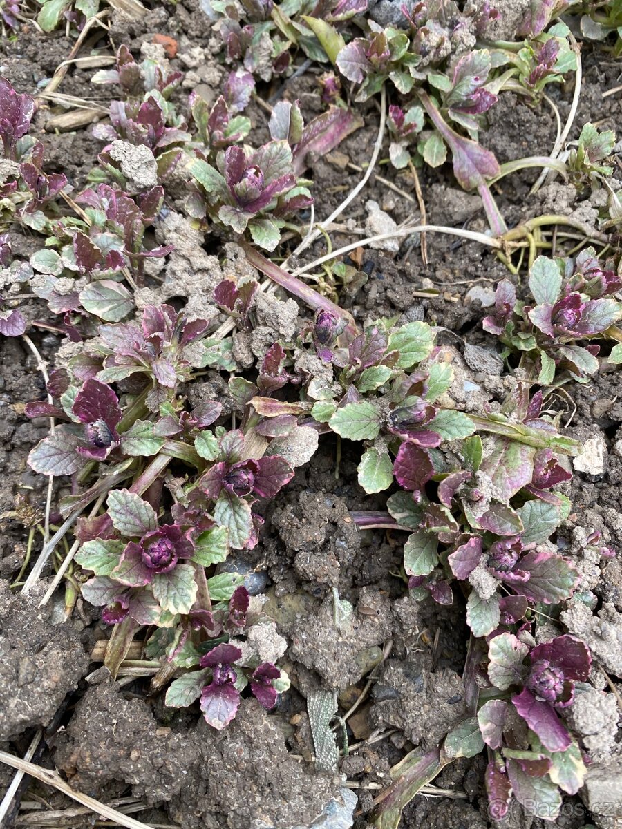 trvalka ajuga reptans-Zběhovec plazivý 'Burgundy Glow'