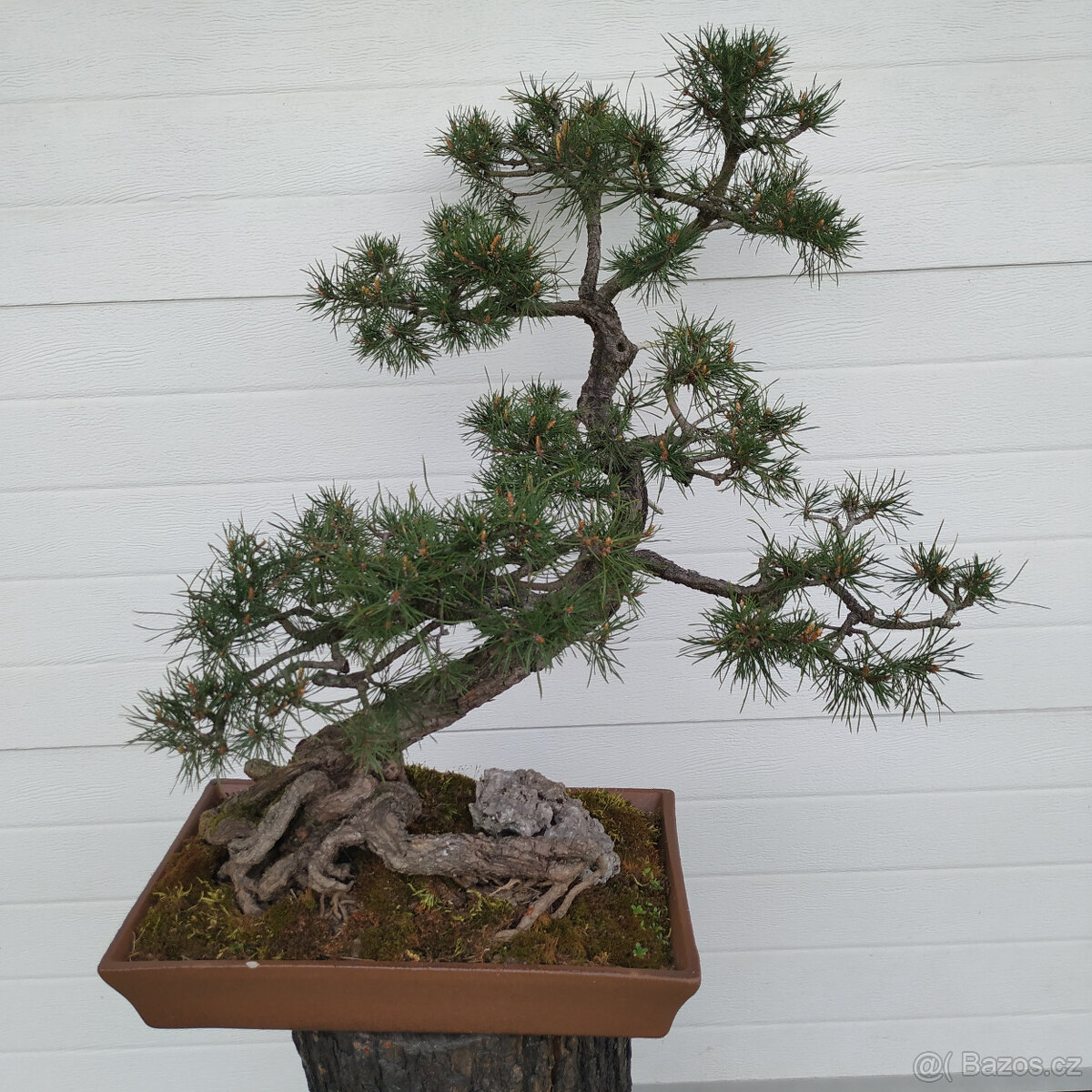 69-37 let bonsaj - Borovice lesní (Pinus silvestris)