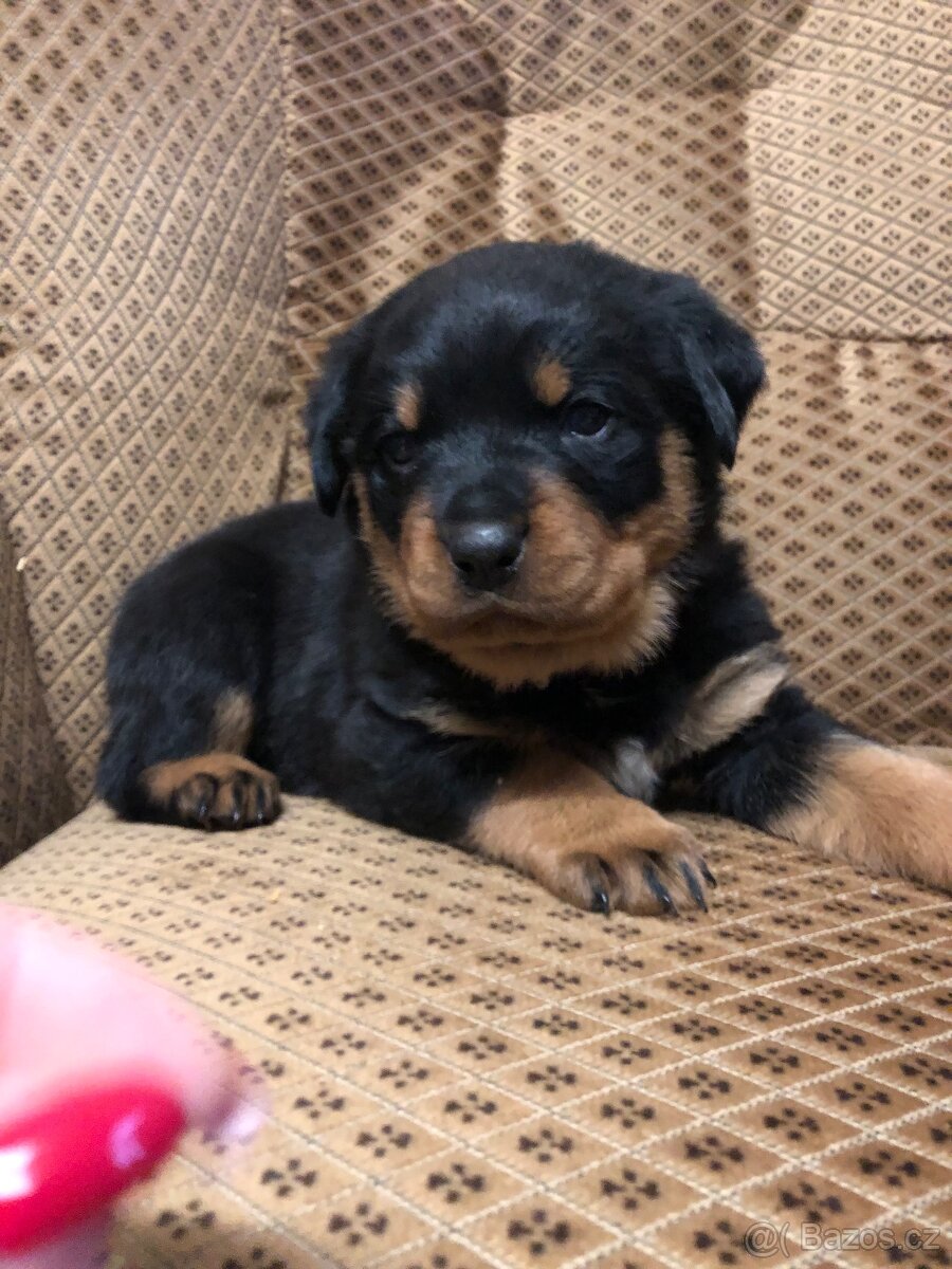 Štěňata Rottweilera