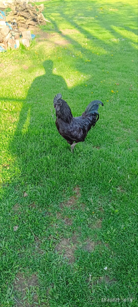 Ayam Cemani