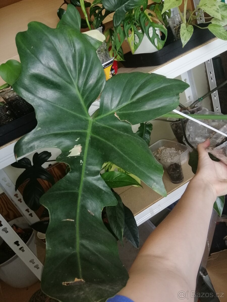 Philodendron Golden dragon var., Rhaphidophora mint