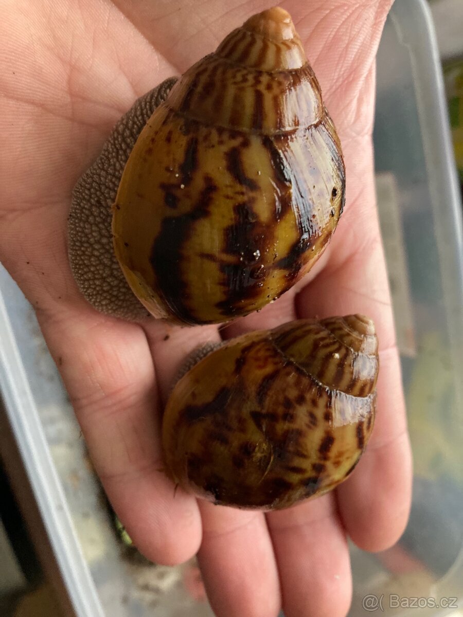 A. Achatina Achatina Ghana F2