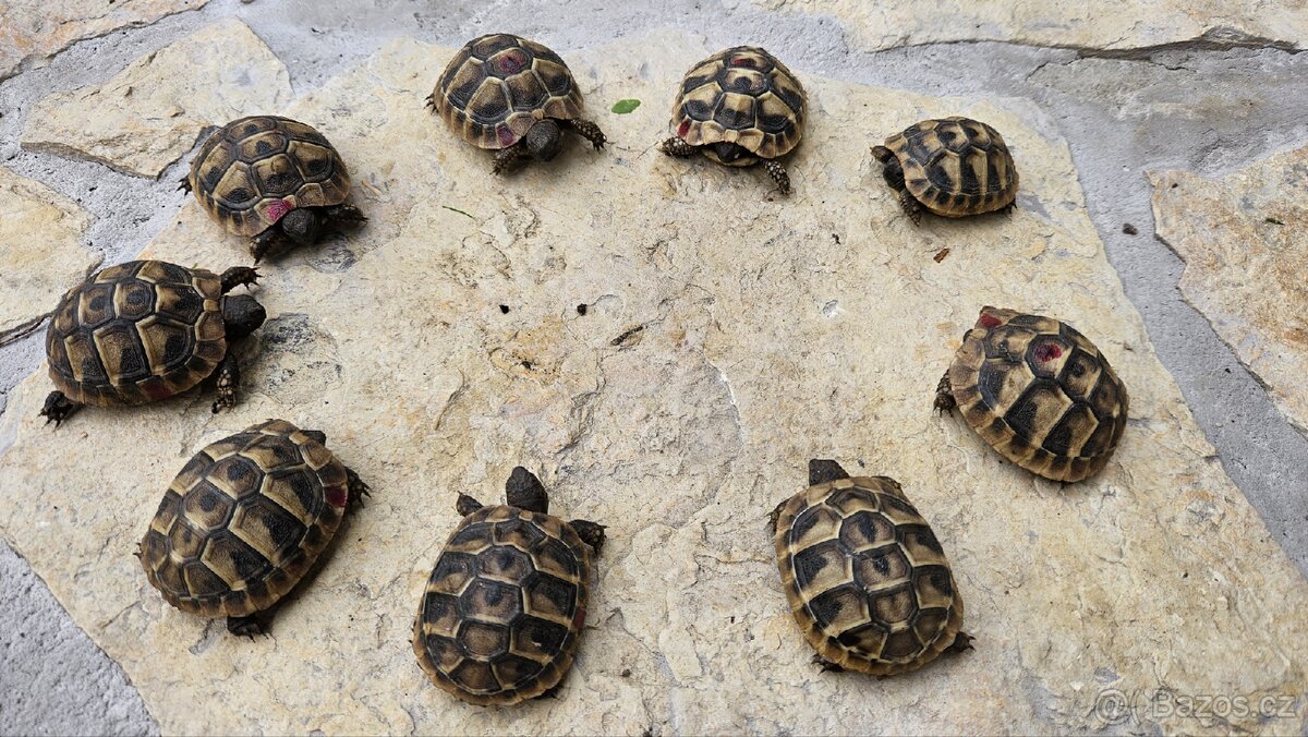 Želva Zelenavá (Testudo Hermanni) letošní mláďata