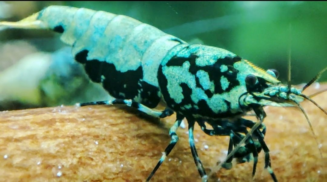 Krevetky Neocaridina a Caridina import z Taiwanu