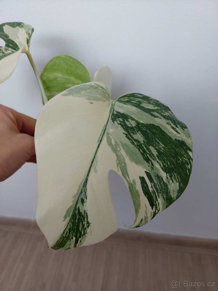 Monstera albo variegata