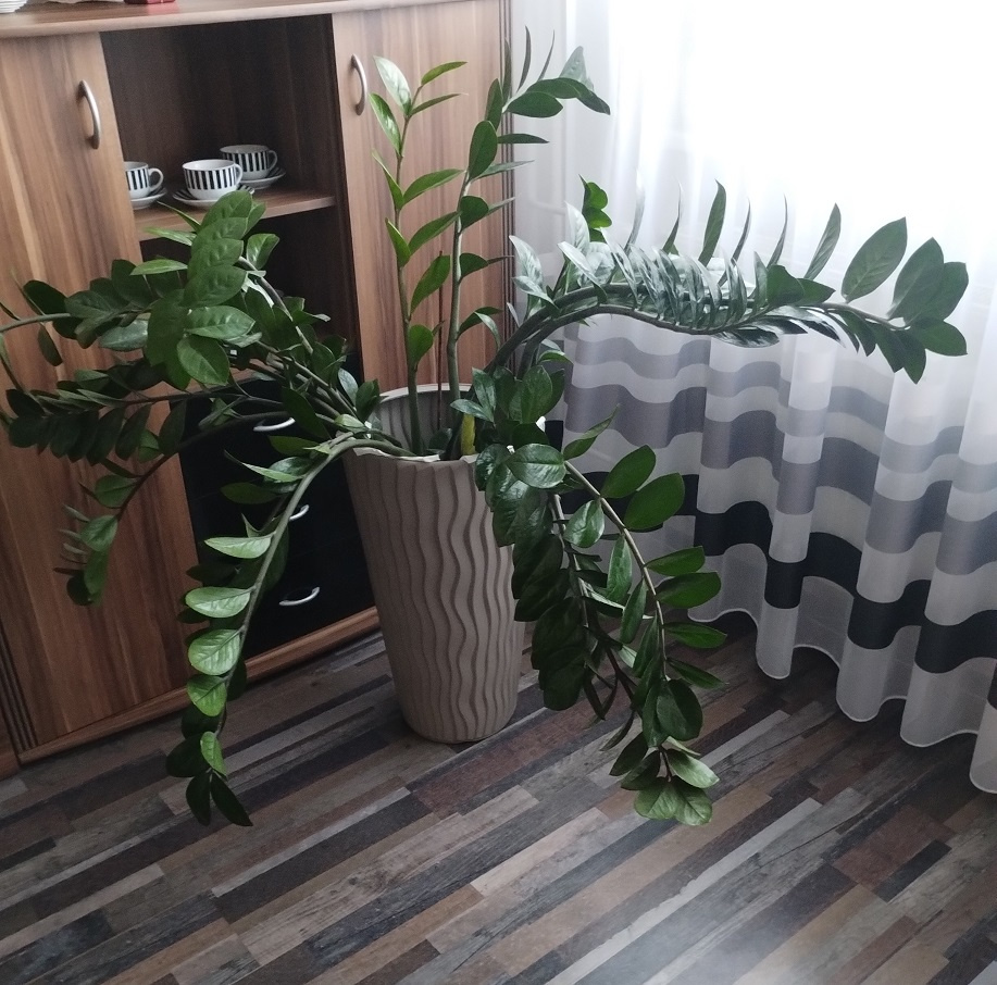 Prodám - Zamioculcas zamiifolia