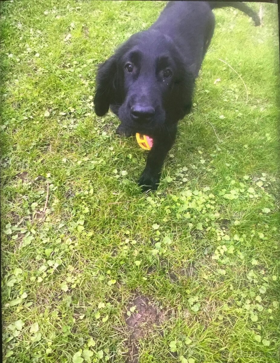 Flat Coated Retriever