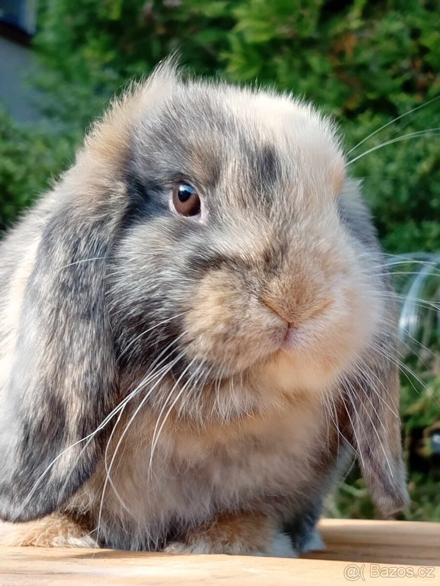 Kouzelná Miminka  - Anglický Zakrslý Beránek MiniLop