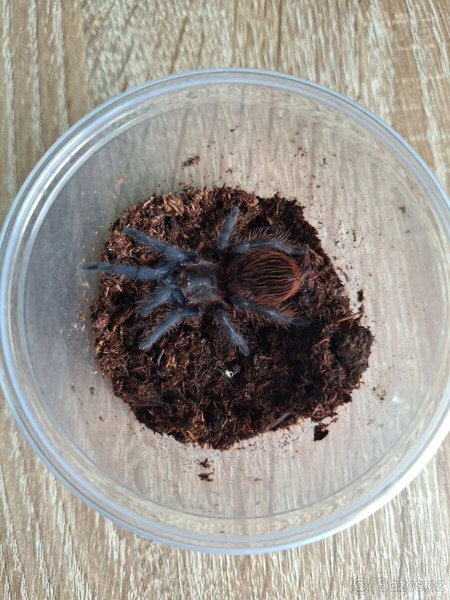 Sklípkani: Tliltocatl (Brachypelma) vagans