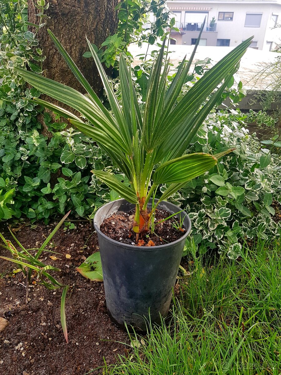 Žumara, Chamaerops humilis, palmy, mrazuvzdorné palmy