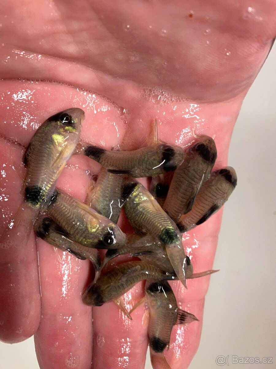 Corydoras Panda