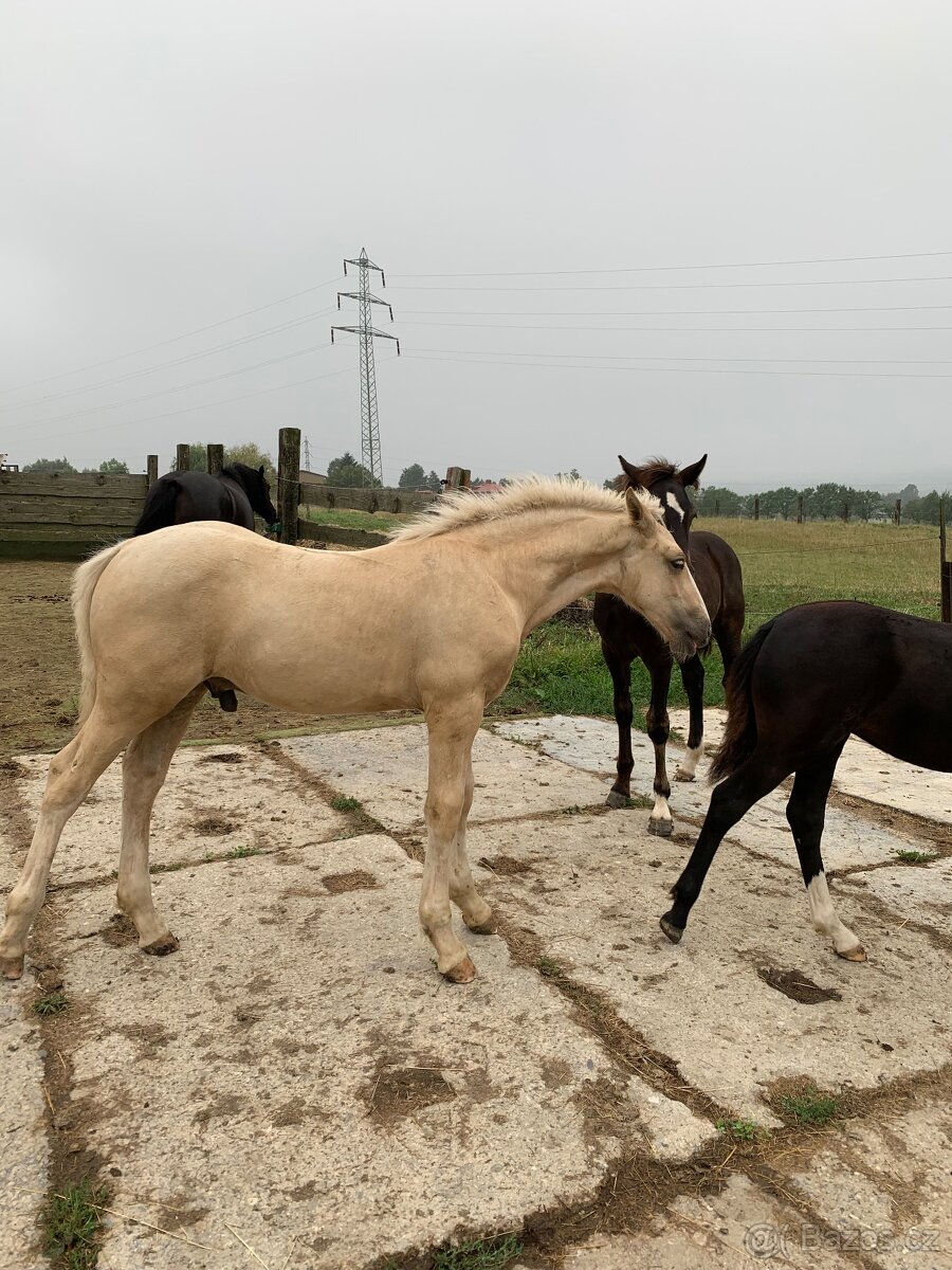 Welsh cob D hřebeček