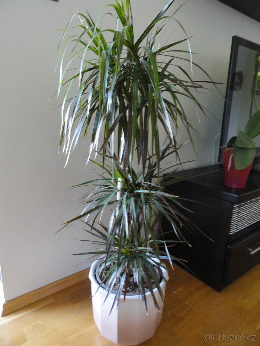 Dracena bez keram.obalu