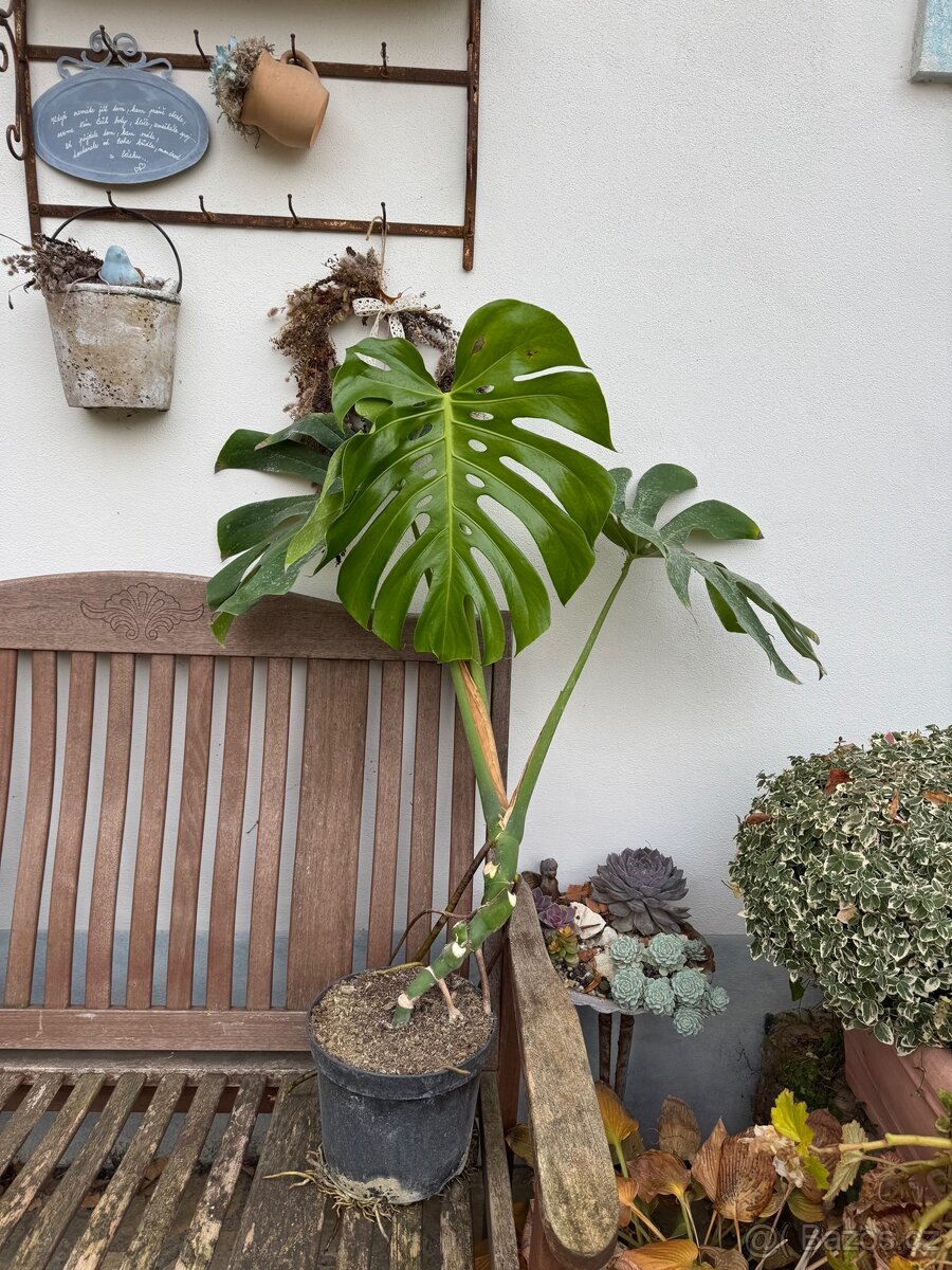 Monstera deliciosa large form