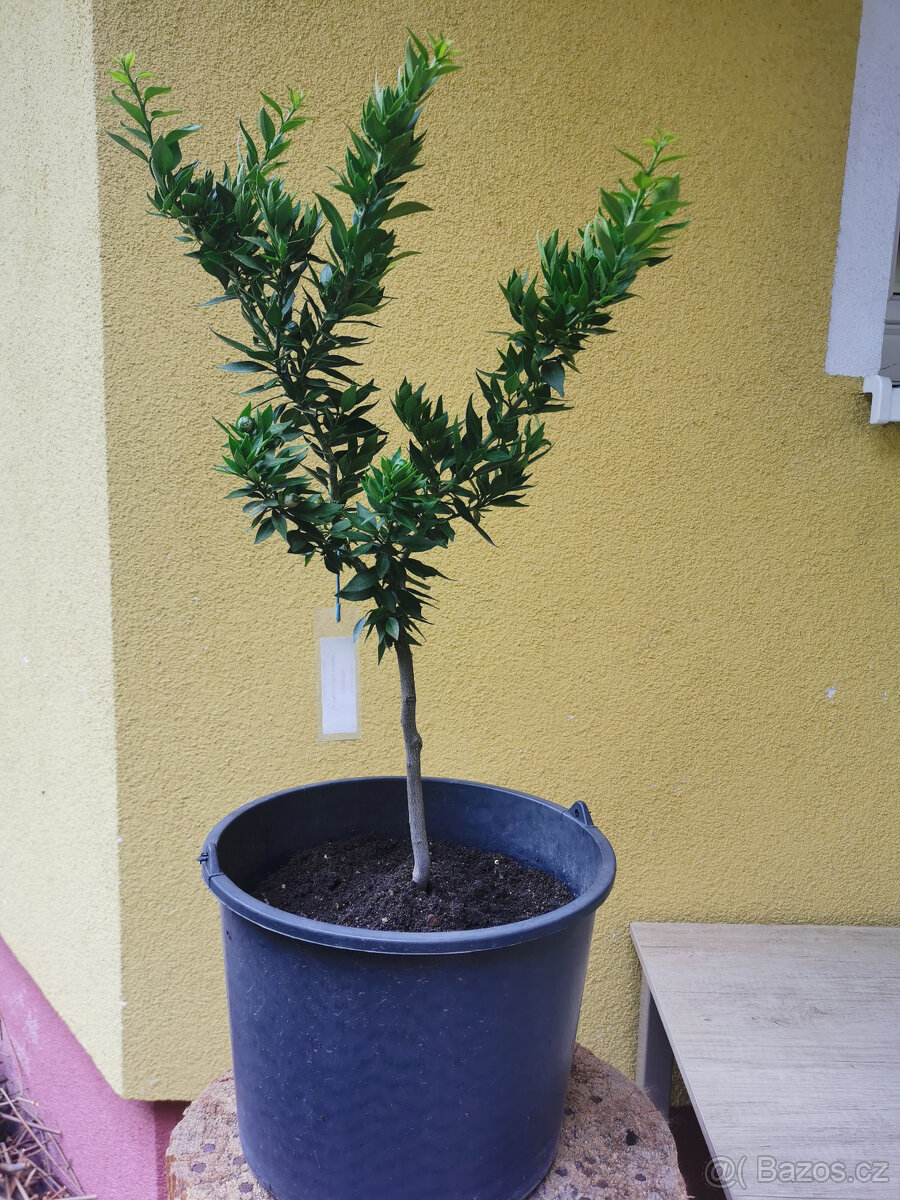 Prodám Citrus Myrtifolia CHINOTTO (č.97)