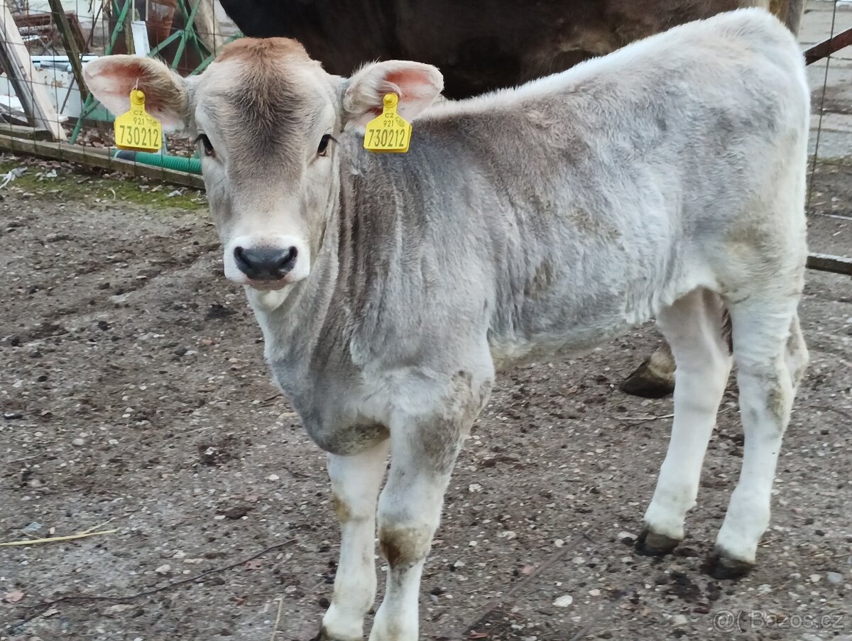 Brown Swiss jalovička