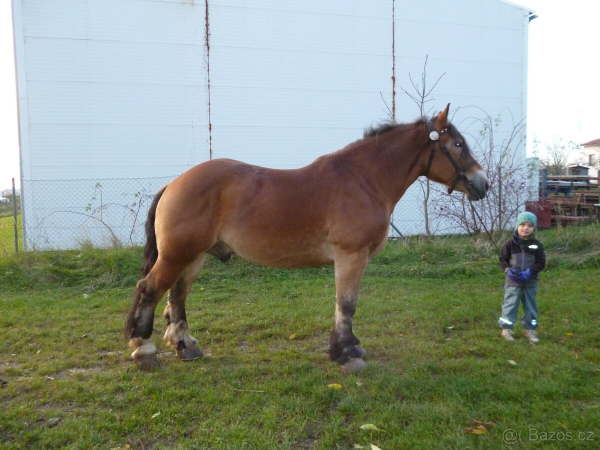 Chladnokrevný valach