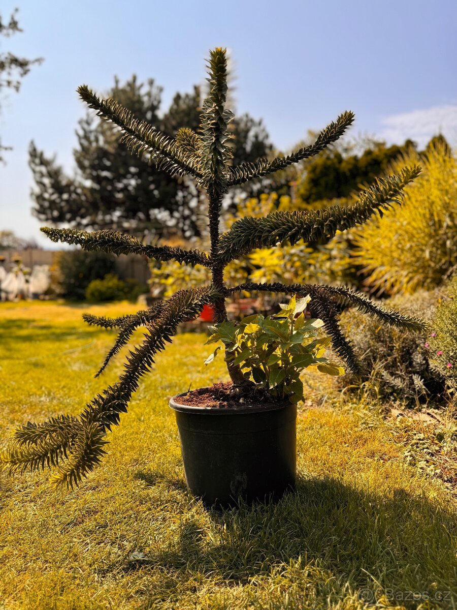 Araucaria araucana