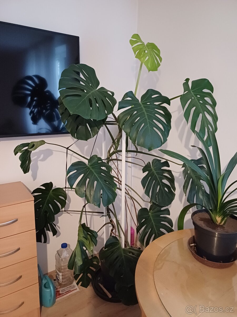 Monstera