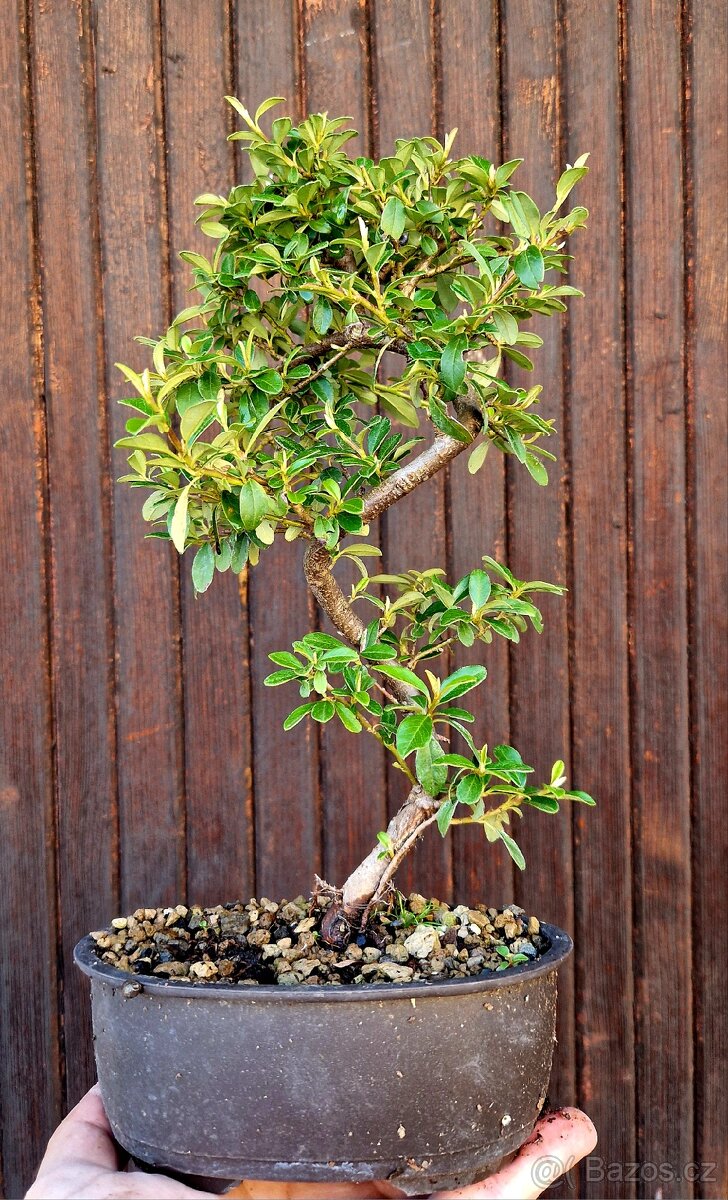 Bonsai, Bonsaj - Cotoneaster Dammeri 6