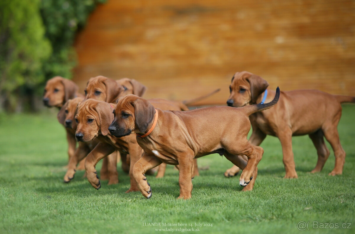 Štěňátka Rhodésky ridgeback s PP