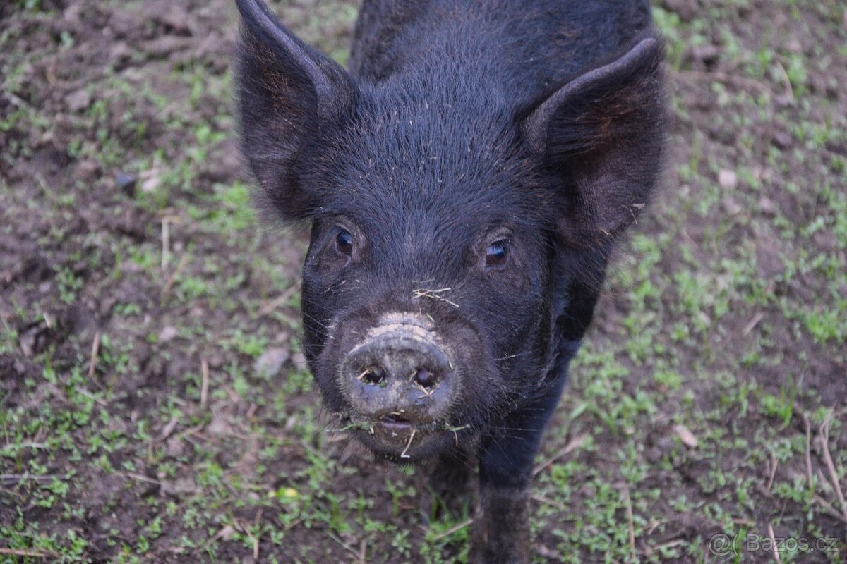 Sele - kříženka kune kune