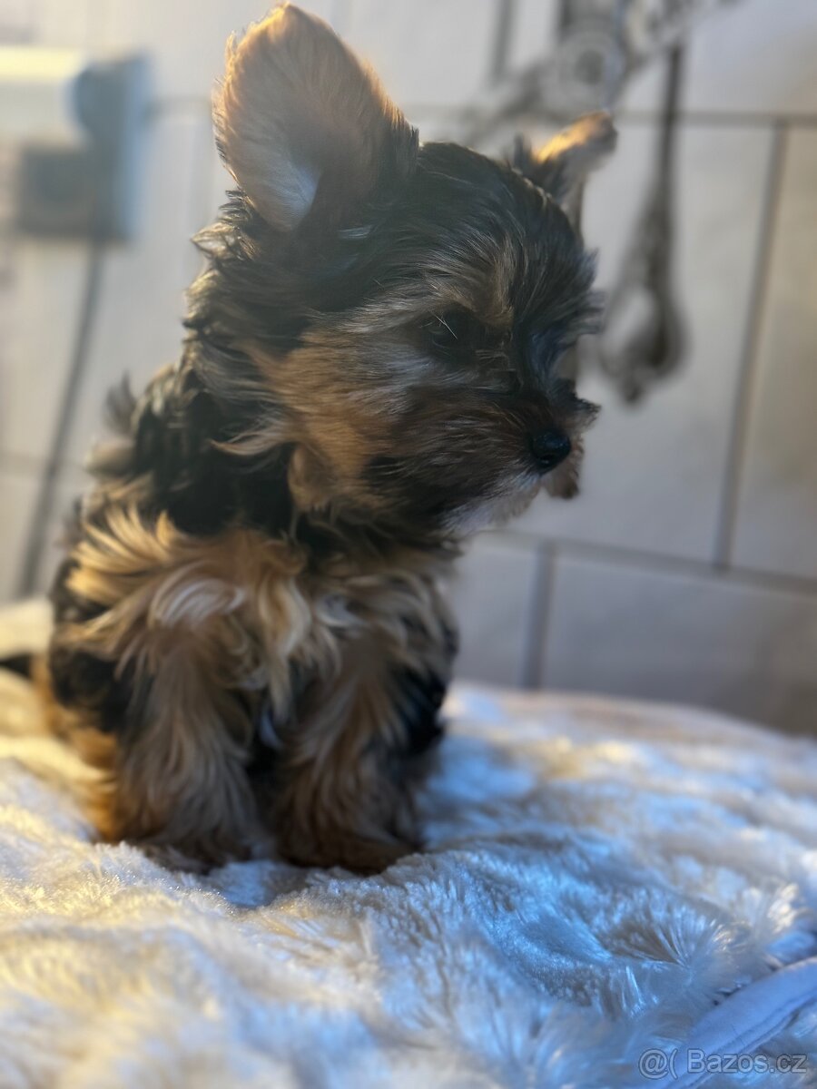 Biewer Yorkshire terrier