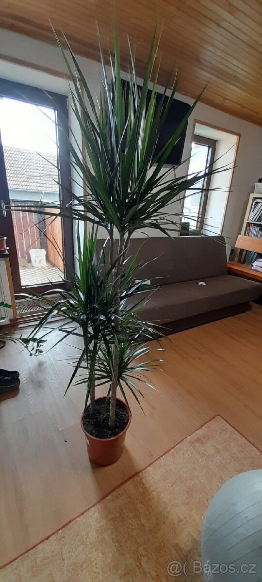 Dracena