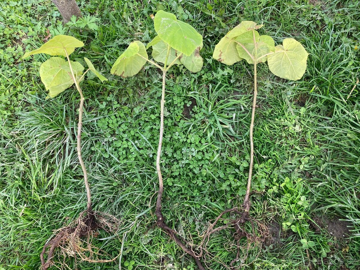 Paulownia tomentosa