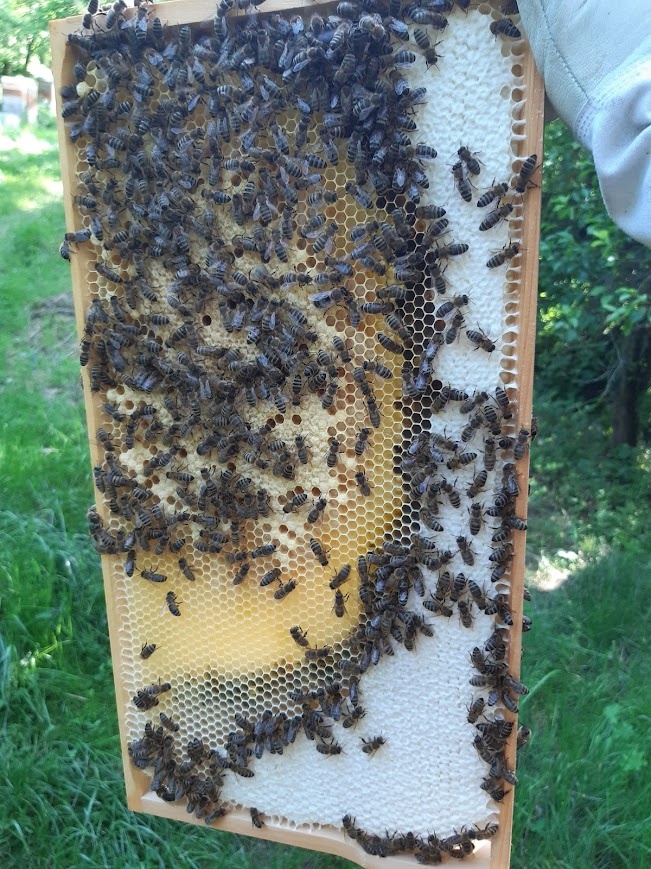 Prodej včelstev 39x24 a oddělků