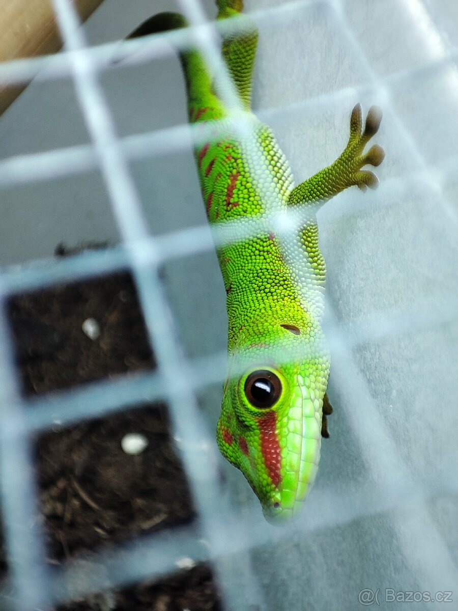 Prodávám felsumy madagascariensis grandis