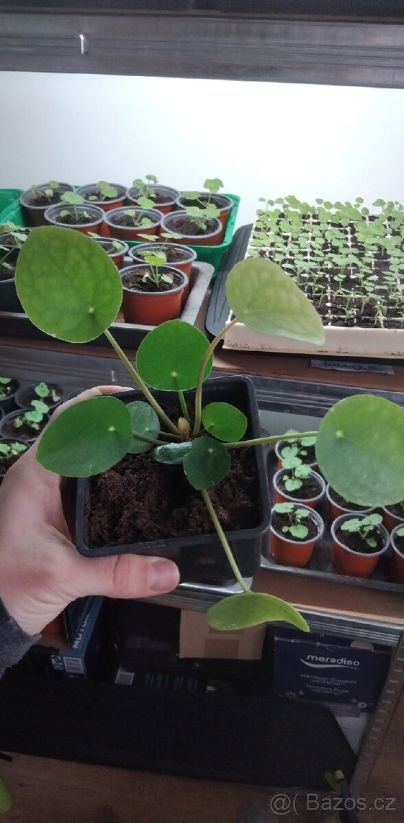 Pilea pokojová rostlina