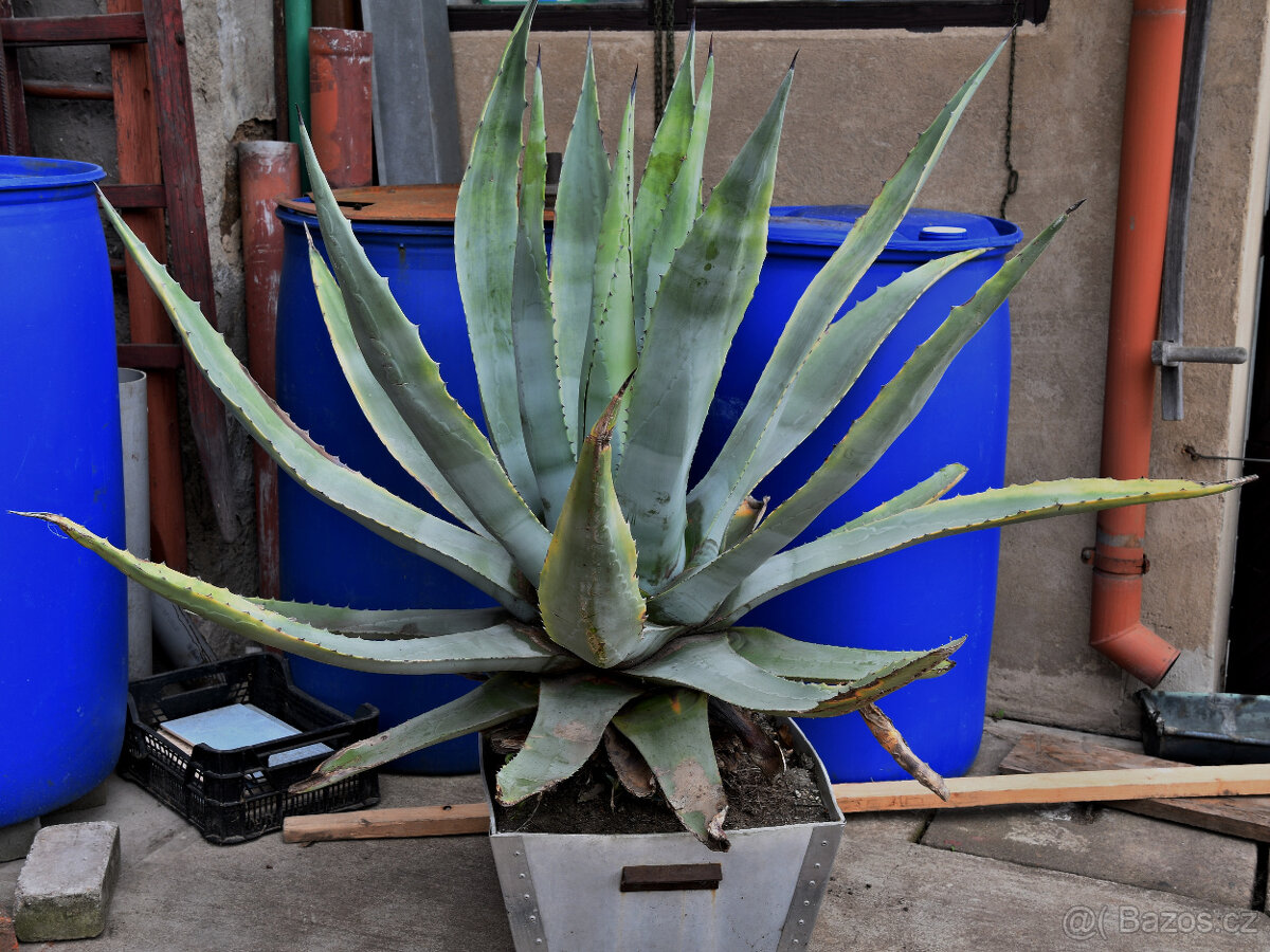 AGAVE 30 let